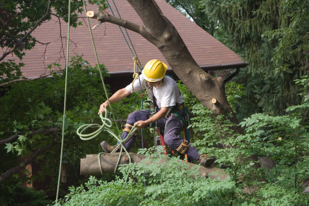 How Our Tree Care Process Works  in  Bassett, VA